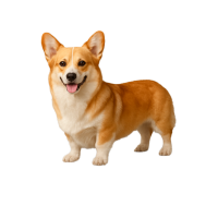 Imagem do produto Corgi